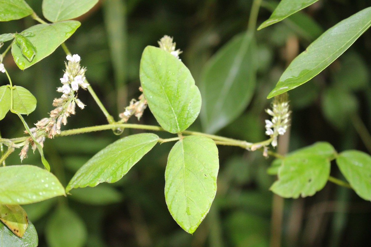 Neonotonia wightii (Wight & Arn.) J.A.Lackey